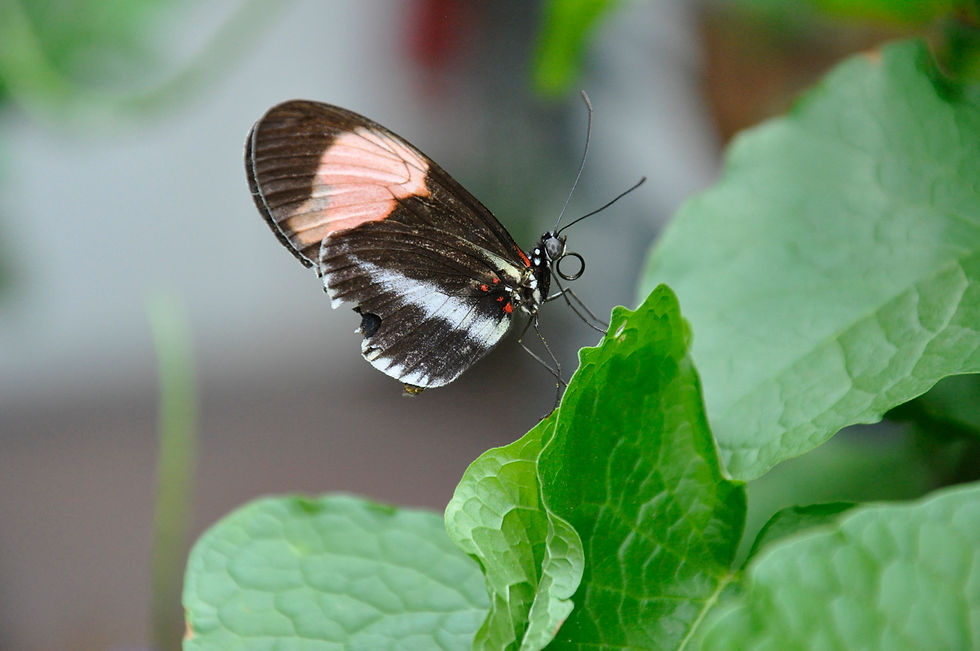 Butterfly Close-Up - Hola Sunshine.