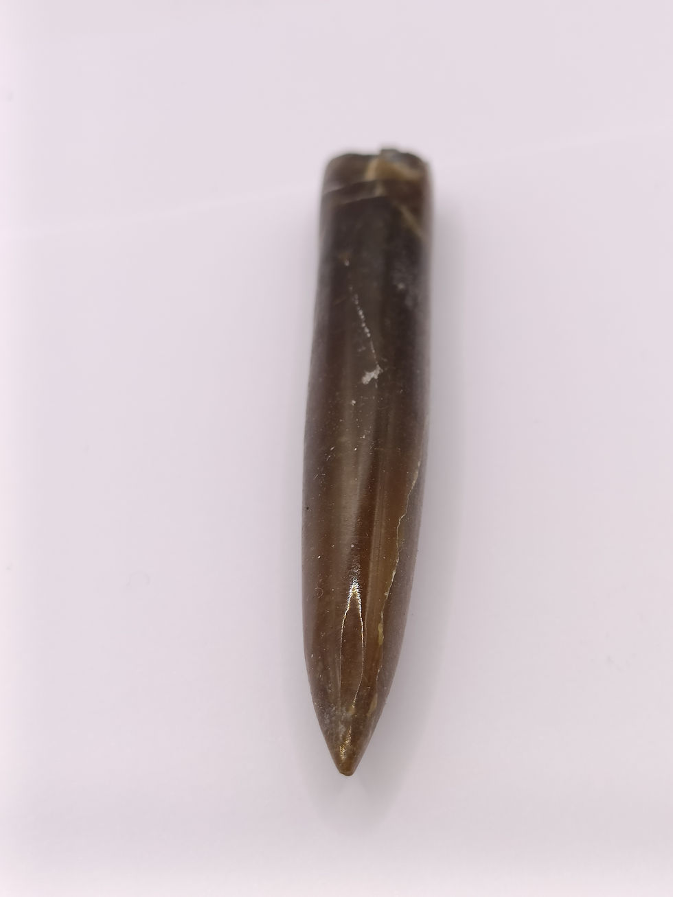 Thumbnail: Polished Bellemnite Fossil 