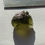 Thumbnail: 2.72g Chlum Moldavite 