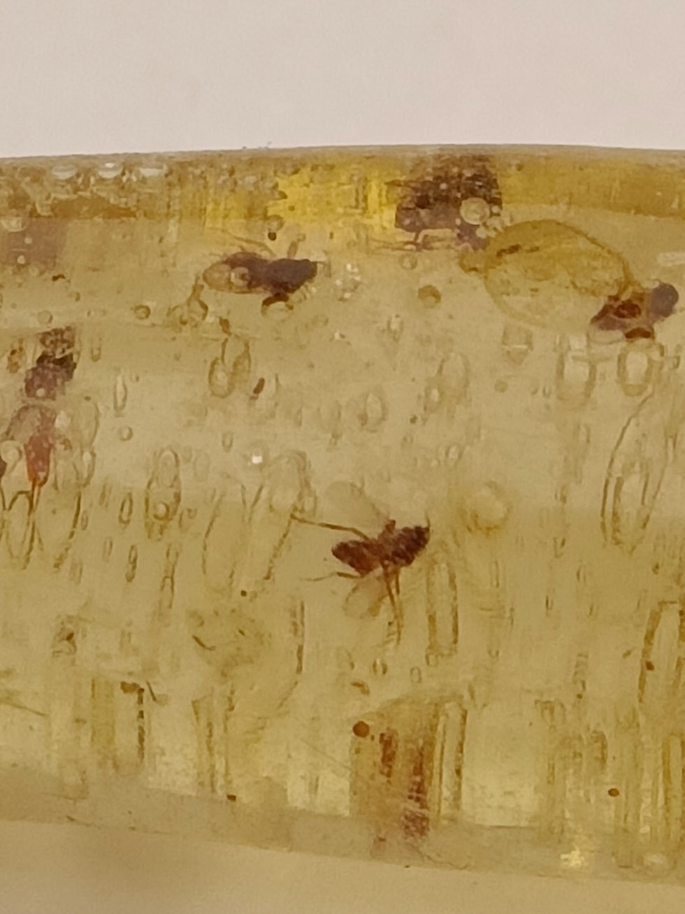 Thumbnail: Copal Sticks With Insects 