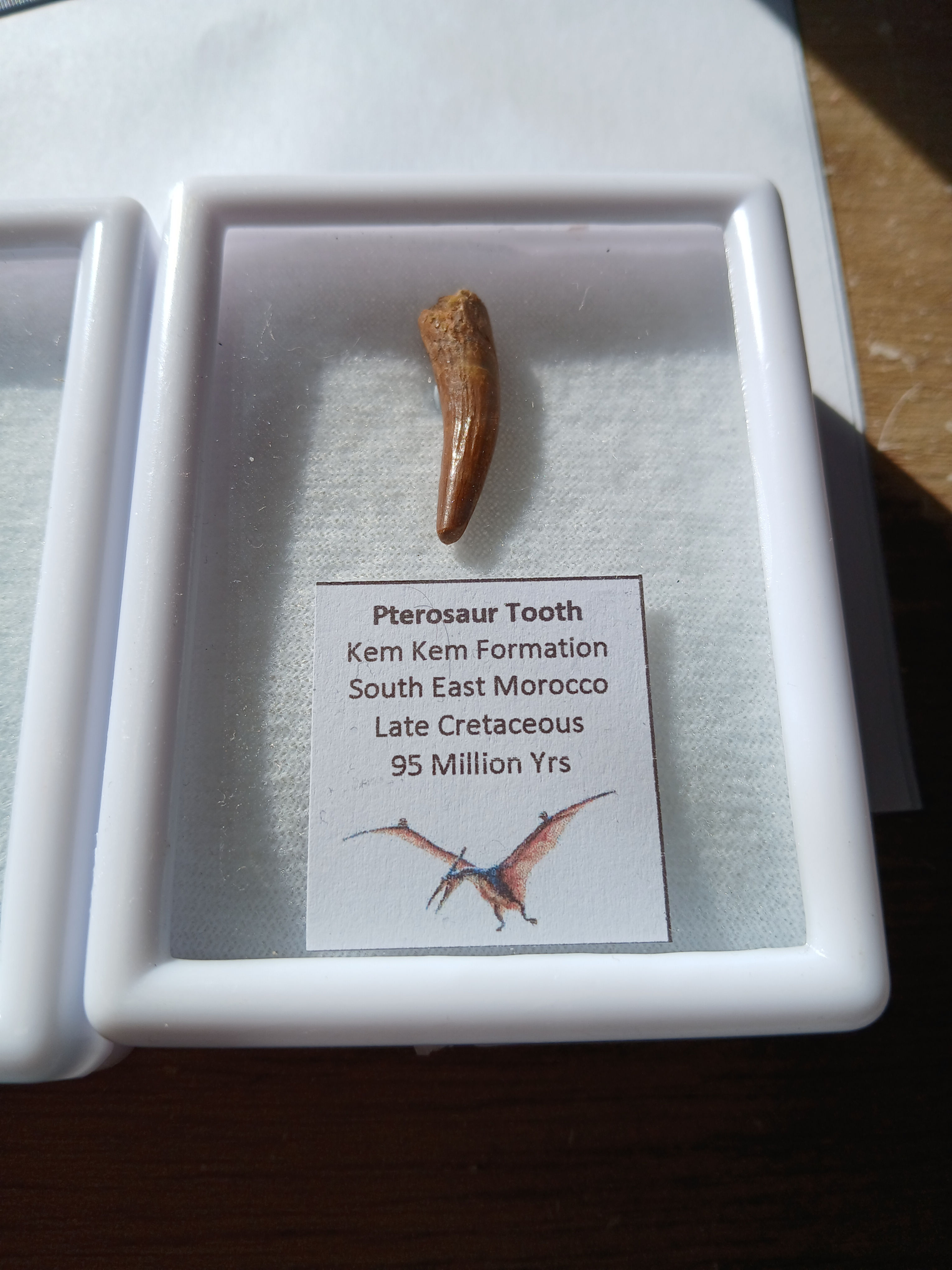 Pterosaur Tooth 