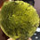 Thumbnail: 30.93g Jakule Moldavite 