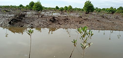 mangrove.jpg