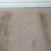 mould and mildew carpet cleaning
