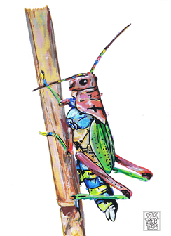Gafanhoto Arco-iris
Pintado com os marcadores One4all da Molotow.
Tamanho:21cmx29,7cm
Para venda. Entre em contacto para detalhes. | For sale. Contact for details.
Rainbow Grasshopper
Painted with Molotow's One4all markers.
Size: 21cmx29.7cm