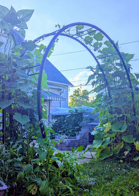 garden of eat'n moon arch pumpkin vine