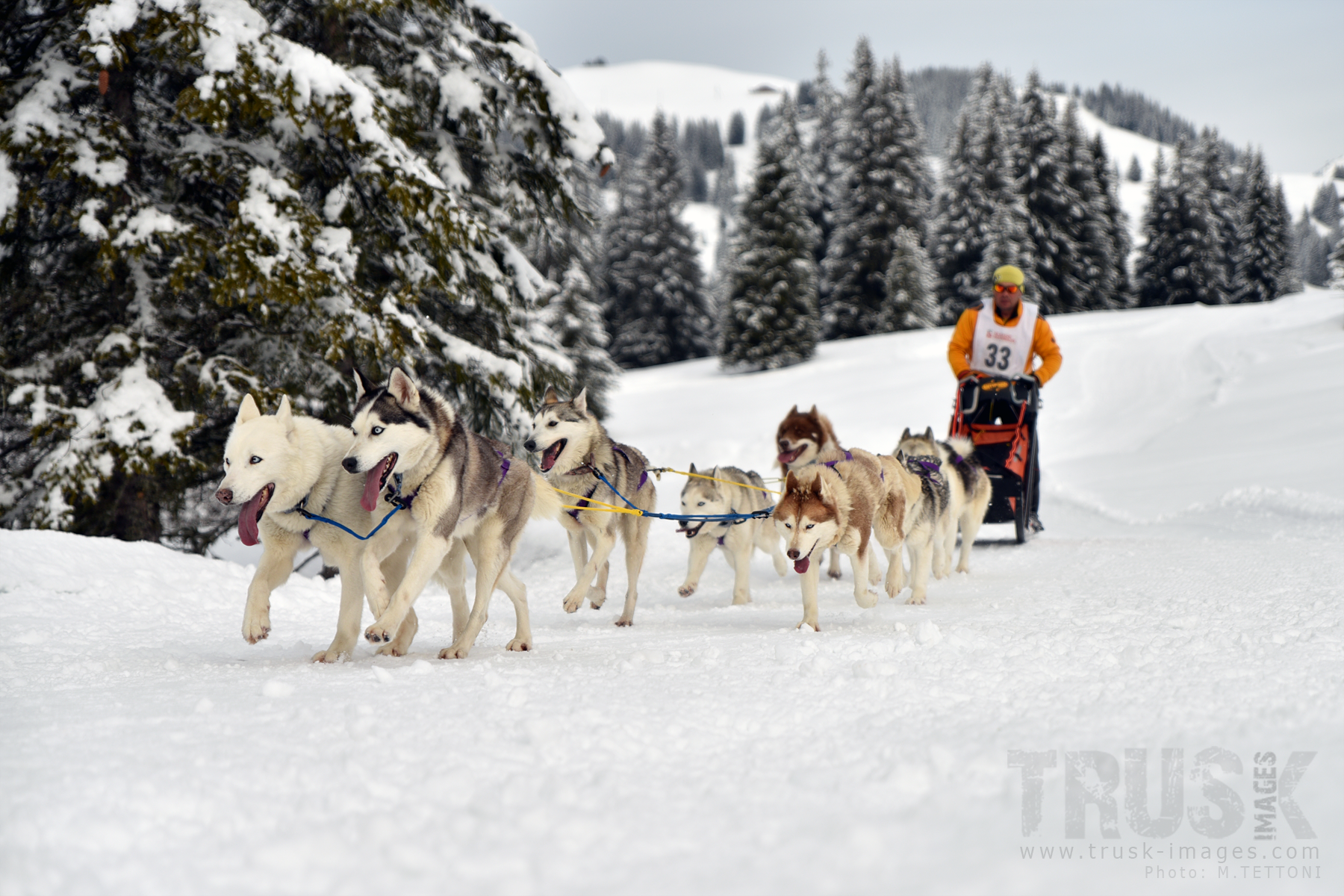 Chiens de Traîneaux Les Mosses 2019 truskimages