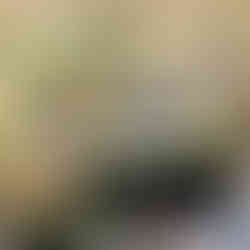 Toyota Eco Youth 2025