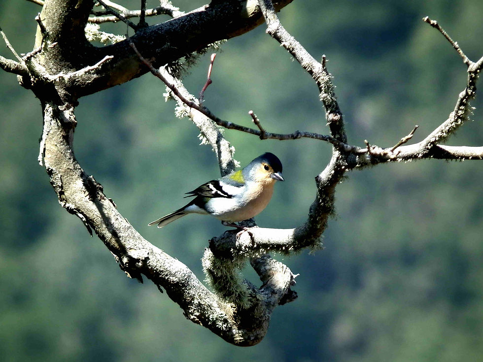 Ribeiro frio - Madeira