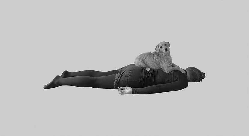 A Dog, Blanket, Laura Laasik