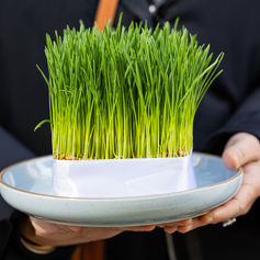 Traditional sabzeh wheatgrass symbol for Norooz celebration