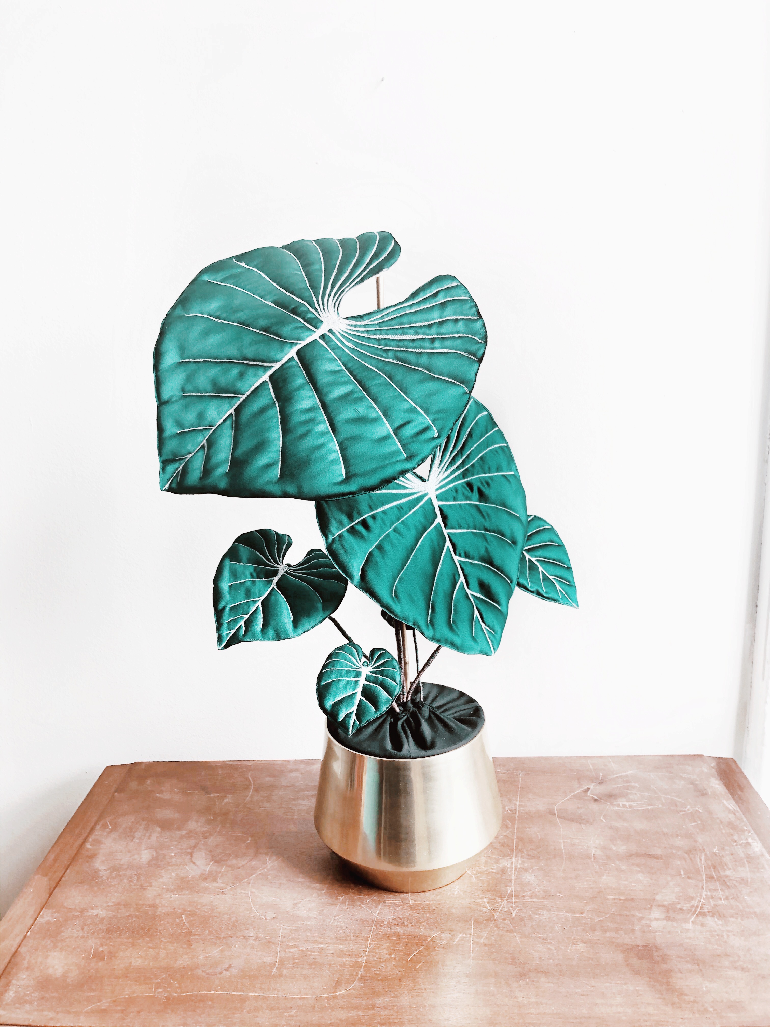 Frondescence by Molly Cave