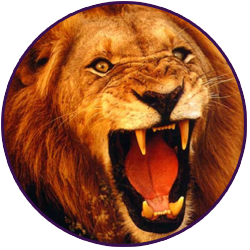 lionhead.png