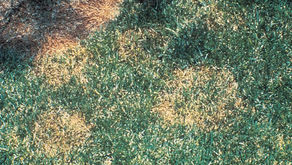 Brown Patch Fungus on Grass