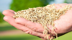 Lawn Seeding Techniques – Which One’s Right for You?