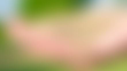 Lawn Seeding Techniques – Which One’s Right for You?