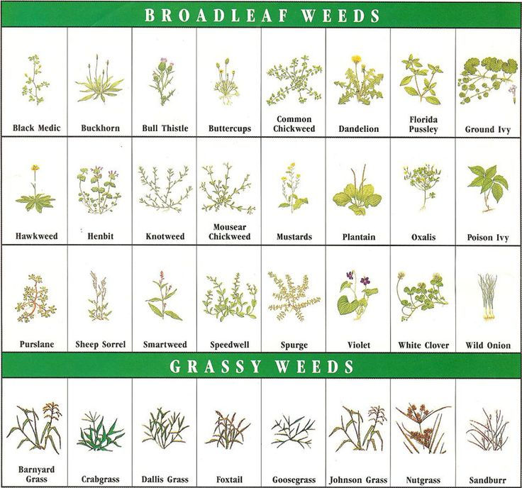 How to Shield Your Lawn from Broadleaf Weeds