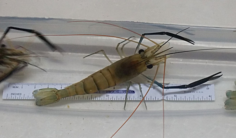 Thumbnail: ** 25 Freshwater Prawns- Small Juveniles **