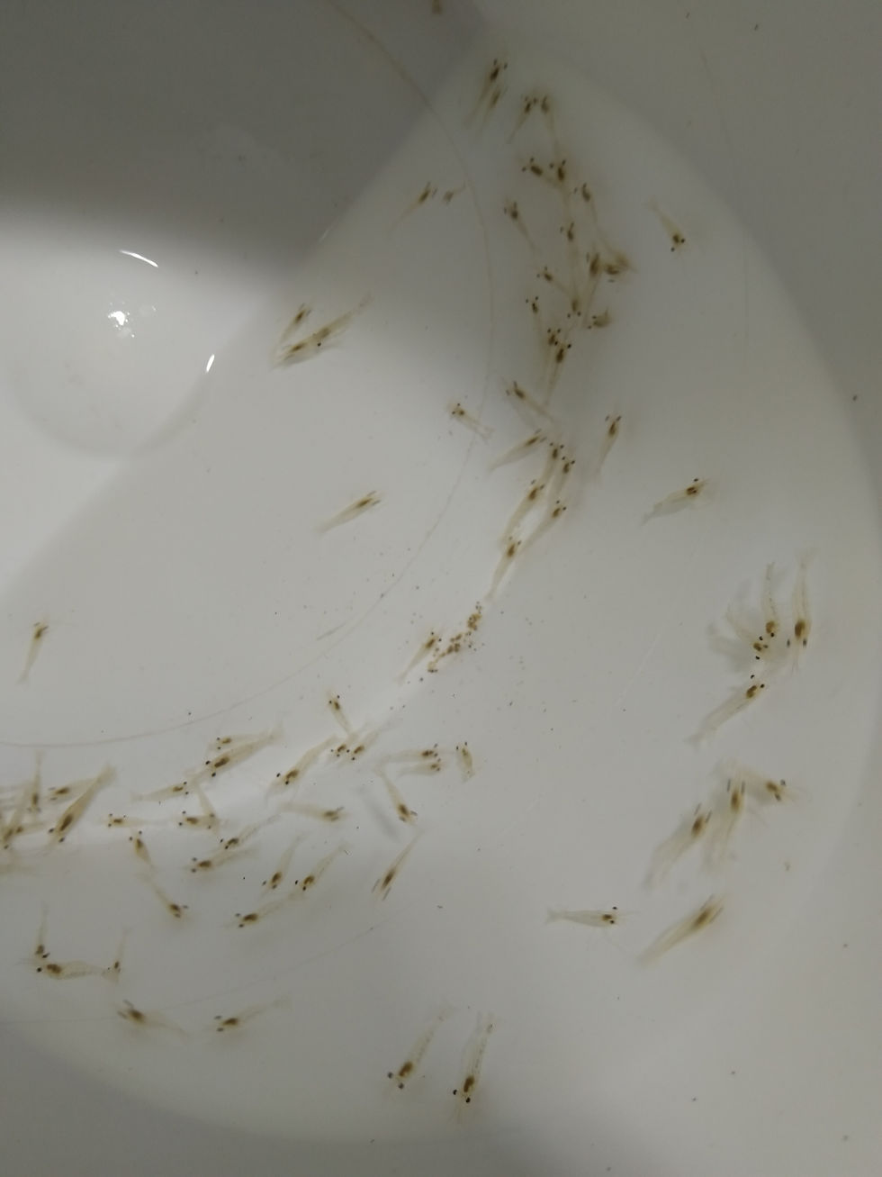 Thumbnail: ** 500 Freshwater Prawns-Small Juveniles