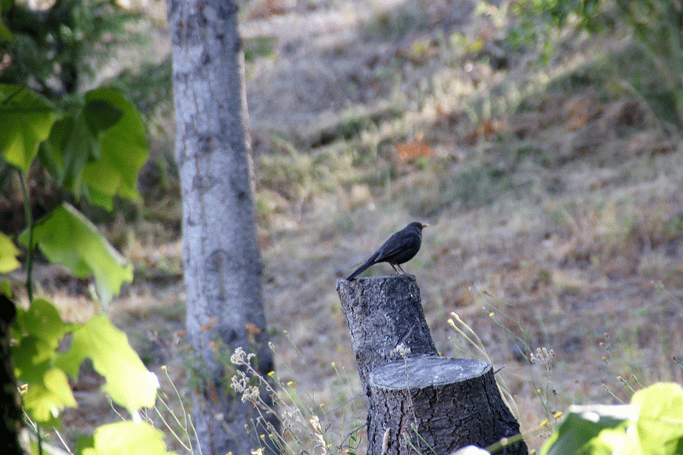 Melro da obscuridade