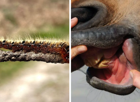 Chenilles processionnaires : Prévention et traitement 🐛