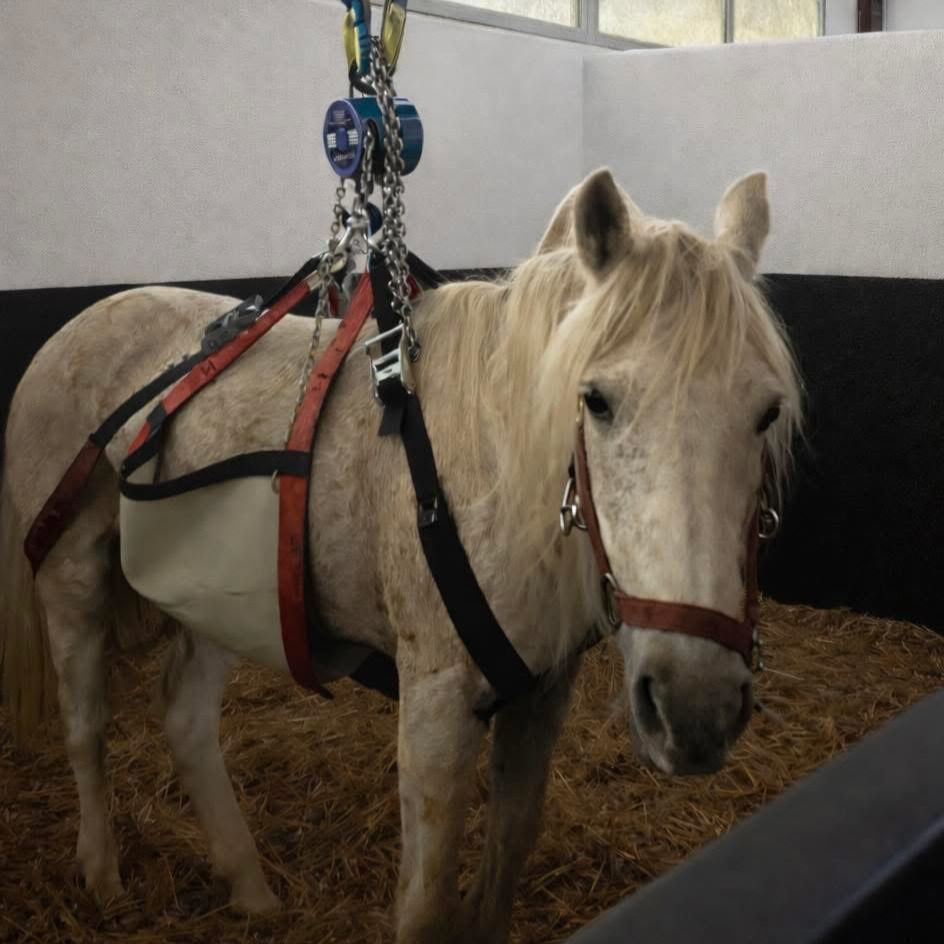 Harnais de levage poney