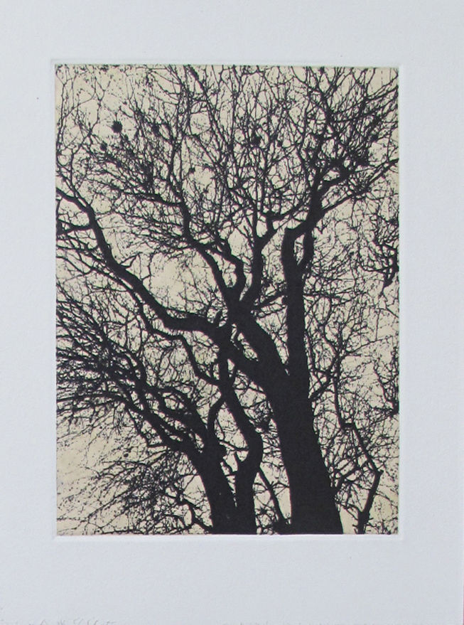 Pilar Bordes - Mezquite I