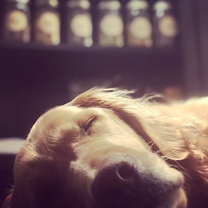 tito asleep in golden colorado