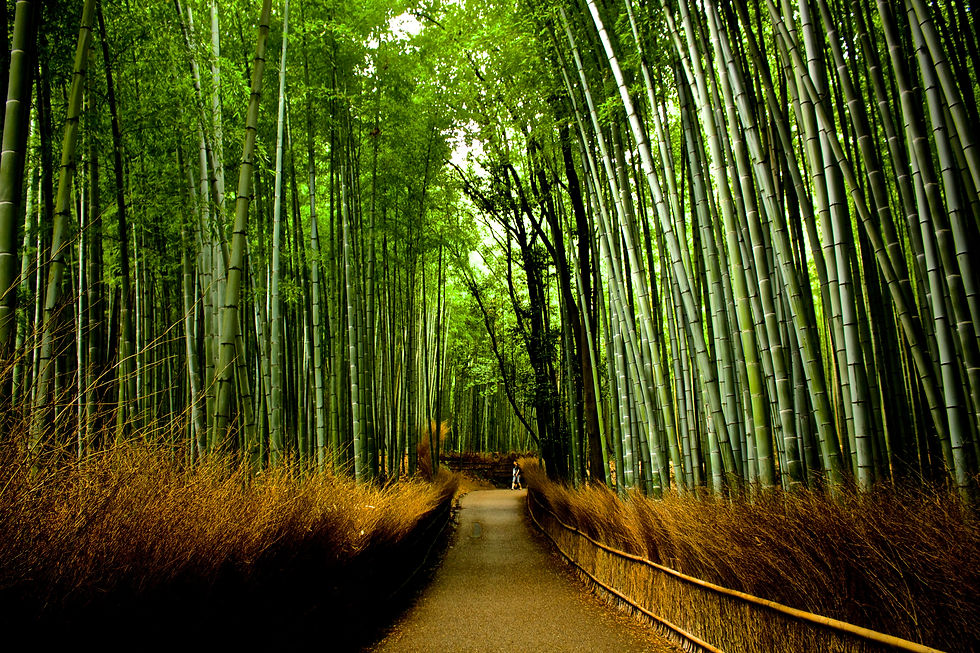 Bamboo forest - Kyoto