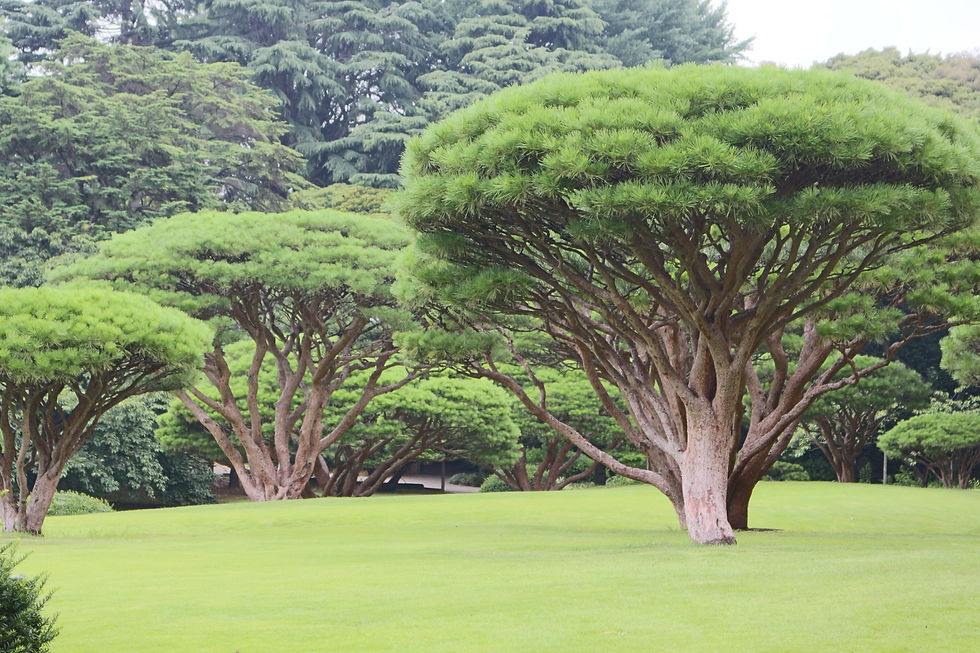 Tokyo's park