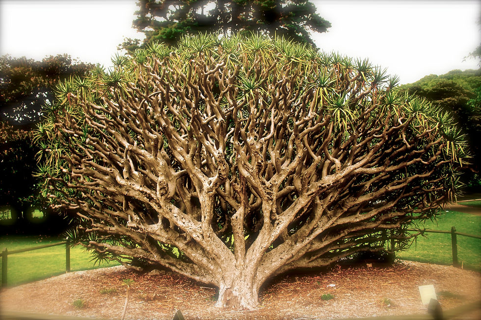 Wind shaping trees