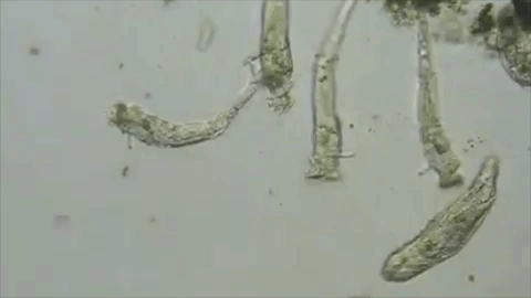 locomocao.gif