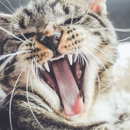 O que tem um gato a ver com a zanga? 
