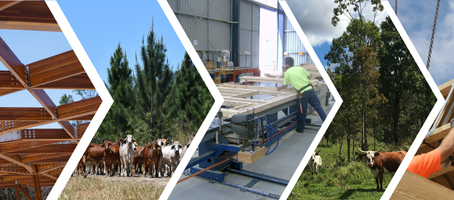Images of timber plantations and pre-fabrication