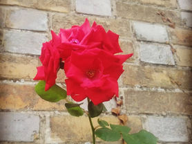 l'art passionnant de la taille des roses