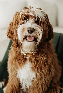 Screen Shot 2025-11-27 at 1.11.17 PM.png