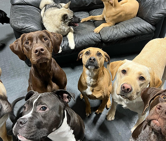 Several dogs in an indoor playroom wait for a treat.
