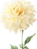 Dahlia_edited.png