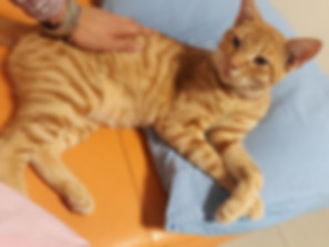 kedi sahiplendirme ilanları