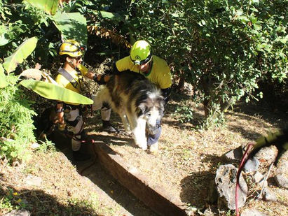 Comandos de Salvamento rescatan a un perro que callo a una barranca