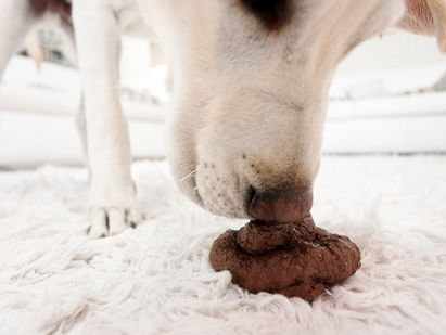 Porque los perros se comen sus heces