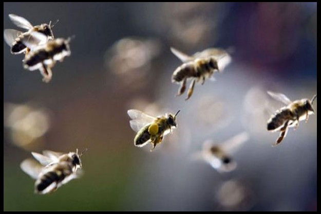 ATAQUE-DE-ABEJAS.jpg