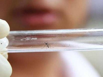 USA : Tres personas han sido diagnosticadas con el virus del Zika