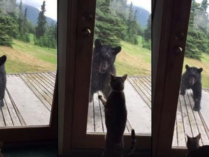 Un "gato guardián" ahuyenta a un oso que merodeaba su casa