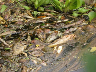 FGR y juzgado ambiental determinarán si sanciona económicamente al ingenio la Magdalena por derrame