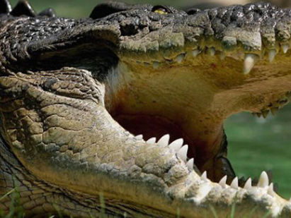 HOMBRE MUERE TRAS ATAQUE DE COCODRILO EN MEXICO