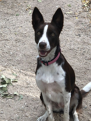 Maya