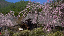 Iyashino-Sato
