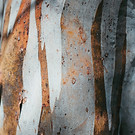 eucalyptus gum tree smooth bark.jpg
