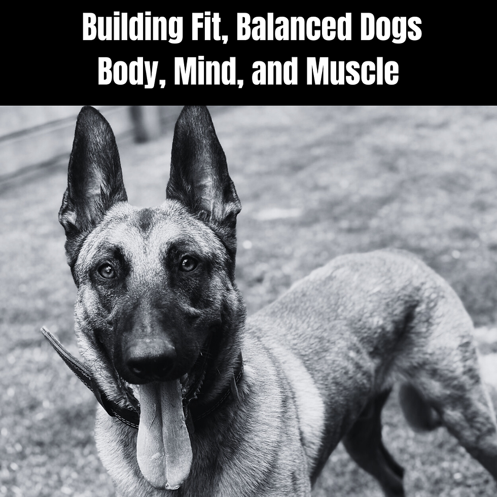 Mak the Malinois- The Ripple Effect of Helping People and Their Dogs